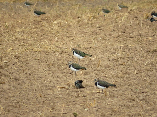 Northern Lapwing
