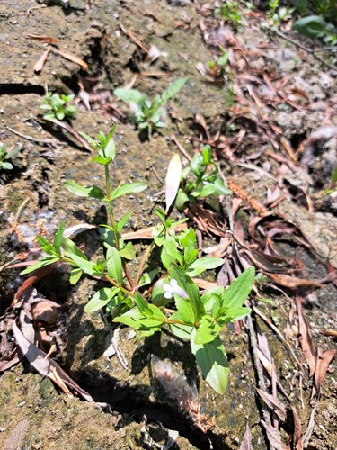 Yellowseed False Pimpernel