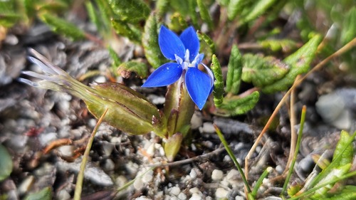 Gentiana utriculosa, photograph 5