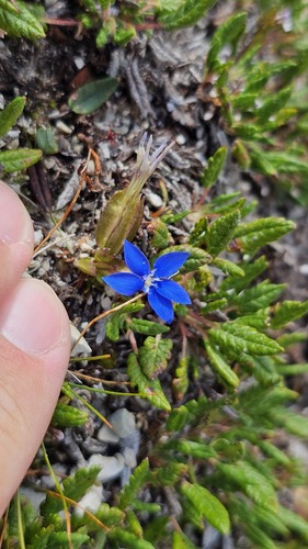 Gentiana utriculosa, photograph 4