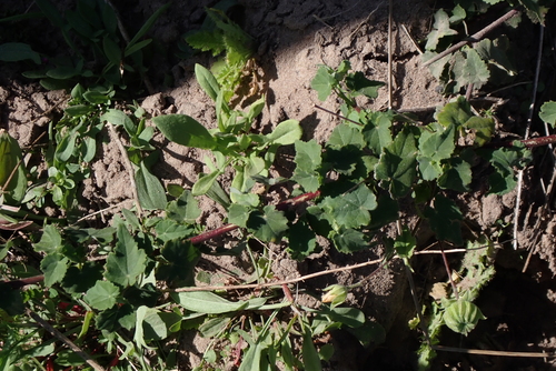 Abutilon sonneratianum, photograph 6