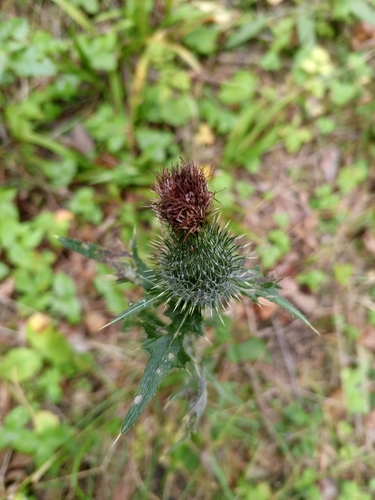 Bull Thistle