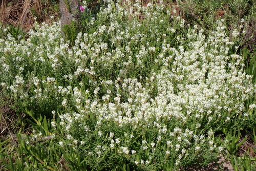 Dischisma ciliatum, photograph 4