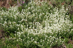 Dischisma ciliatum, photograph (c) Karen Eichholz, some rights reserved (CC BY)