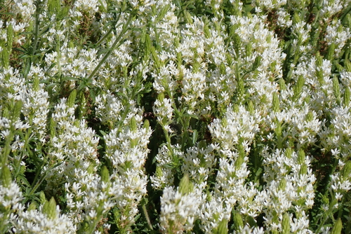 Dischisma ciliatum, photograph 5