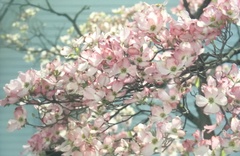 Magnoliopsida