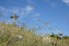 Rumia crithmifolia