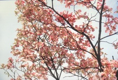 Magnoliopsida