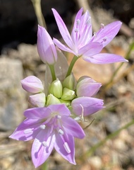 Allium serra