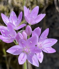 Allium serra