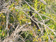 Psarocolius decumanus