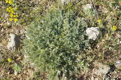 Astragalus rupifragus