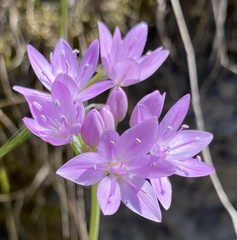 Allium serra
