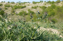 Anchusa arvensis orientalis