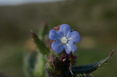 Anchusa arvensis orientalis
