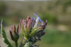 Anchusa arvensis orientalis