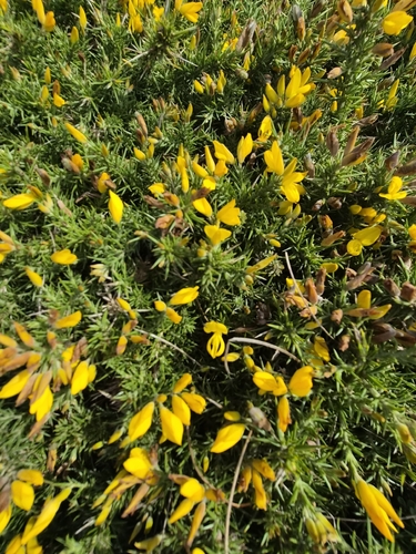 Ulex gallii, photograph 1