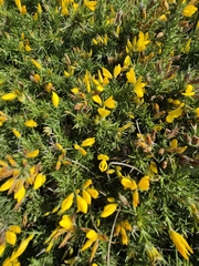Ulex gallii, photograph (c) Catherine Faber, some rights reserved (CC BY)