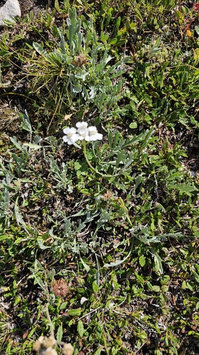 Achillea clavennae, photograph 2