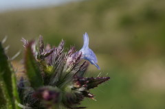 Anchusa arvensis orientalis