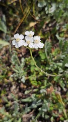 Achillea clavennae, photograph (c) Claude Kolwelter, some rights reserved (CC BY)