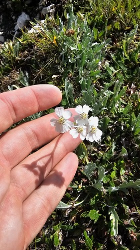 Achillea clavennae, photograph 3