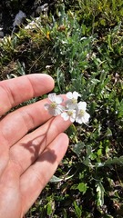 Achillea clavennae, photograph (c) Claude Kolwelter, some rights reserved (CC BY)