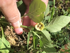 Physalis heterophylla