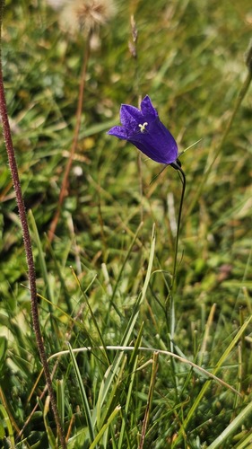 Campanula scheuchzeri, photograph 4