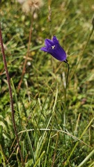 Campanula scheuchzeri, photograph (c) Claude Kolwelter, some rights reserved (CC BY)