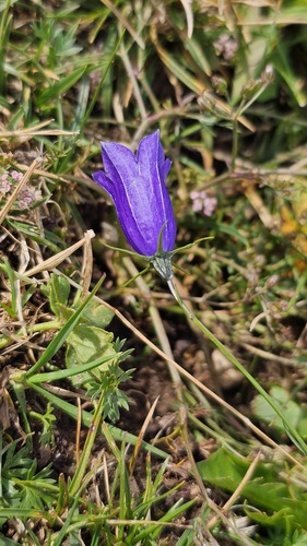 Campanula scheuchzeri, photograph 5