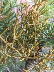 Arceuthobium divaricatum