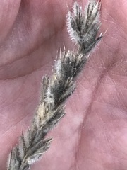 Leymus innovatus