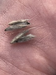 Leymus innovatus