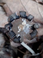 Fungi