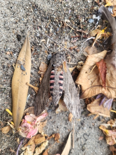 Convolvulus Hawkmoth