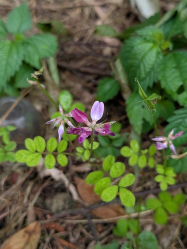 Astragalus sinicus observed 2026-06-07
