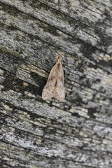 Dichomeris punctipennella