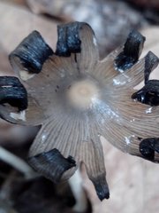 Fungi