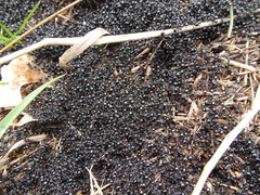 Dolichoderus taschenbergi