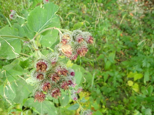 Woolly Burdock