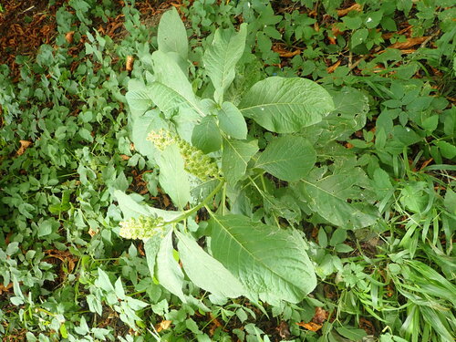 Indian Pokeweed
