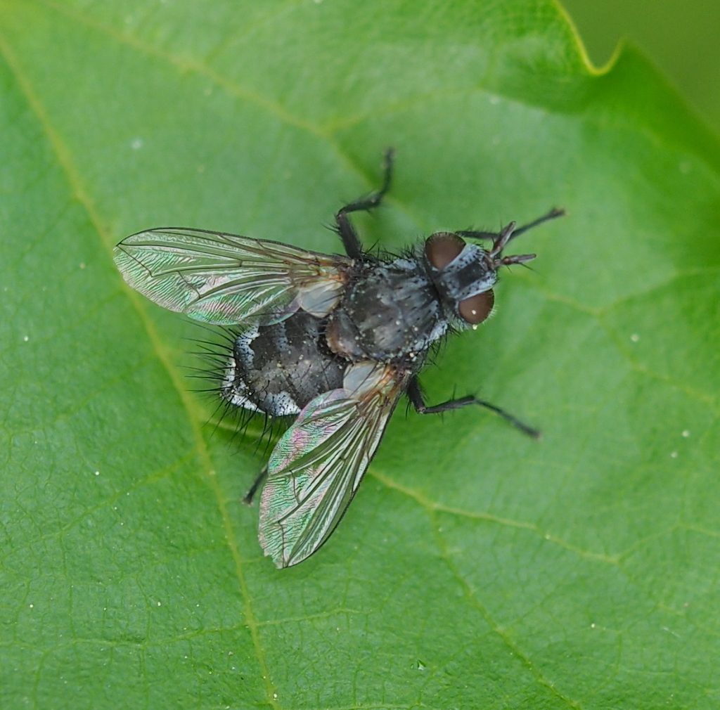 Smidtia conspersa