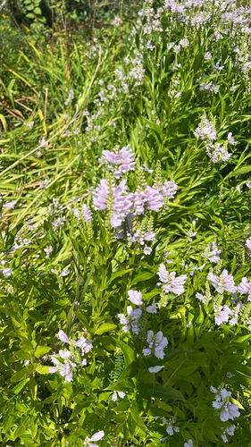 obedient plant