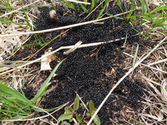 Dolichoderus taschenbergi