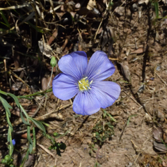 Linum perenne