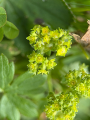 Alchemilla monticola