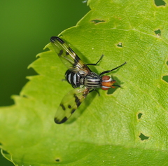 Otites formosa