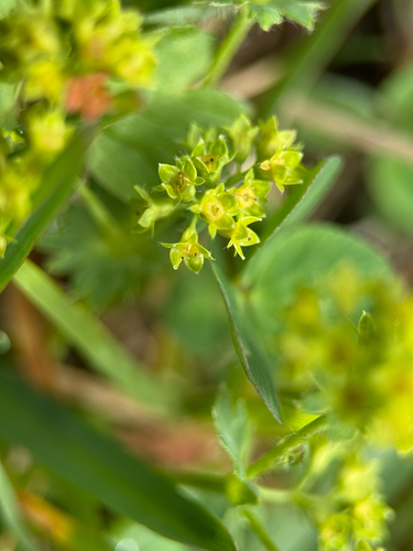 Alchemilla monticola, photograph 3