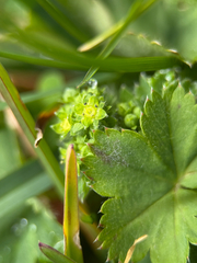 Alchemilla monticola, photograph (c) Martin Scheidleder, some rights reserved (CC BY)